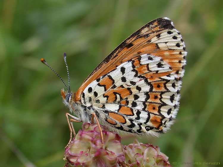 Melitaea cinxia